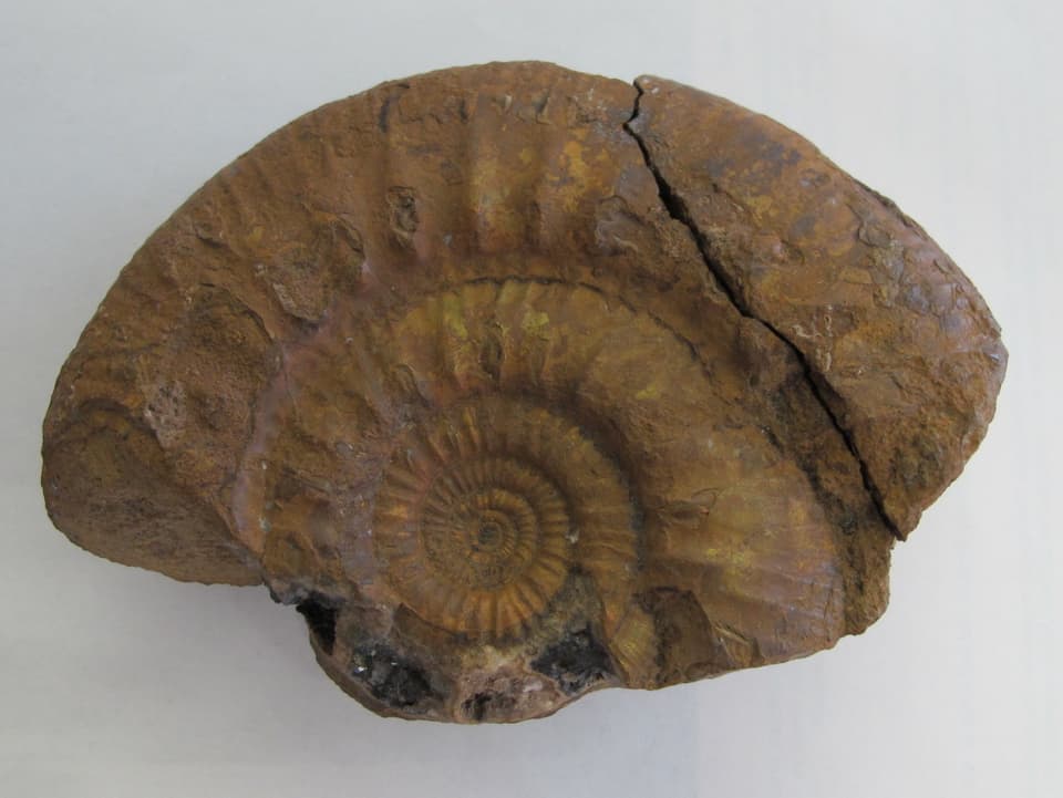 Versteinerung, Ammonit 