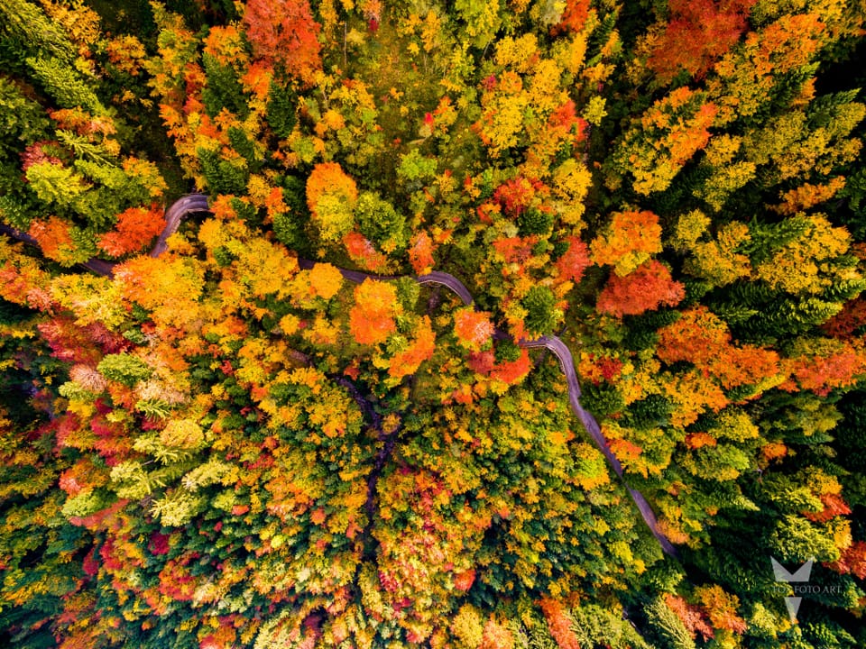 Ein Wald mit vielen Herbstfarben von oben von einer Drohne fotografiert.