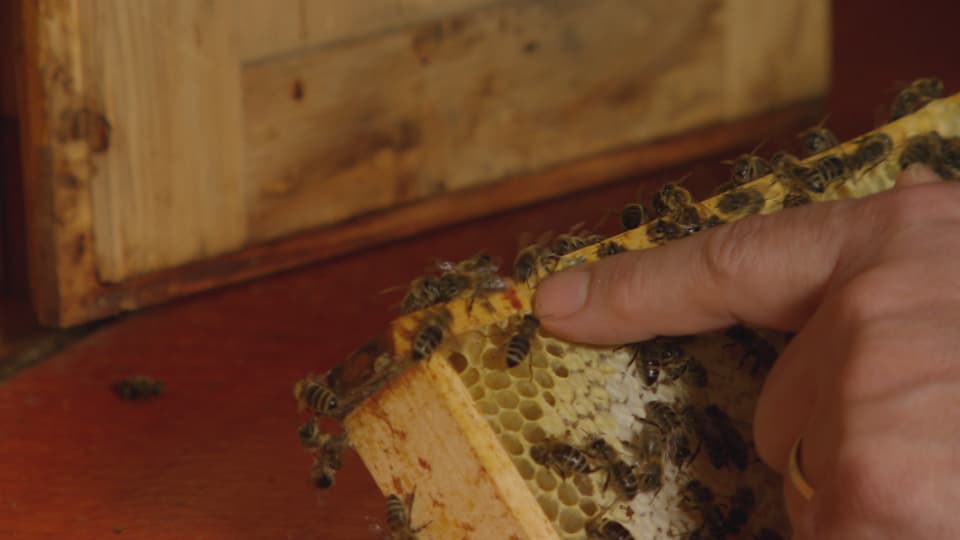 Ein Finger zeigt auf Propolis an einem Bienenrahmen.