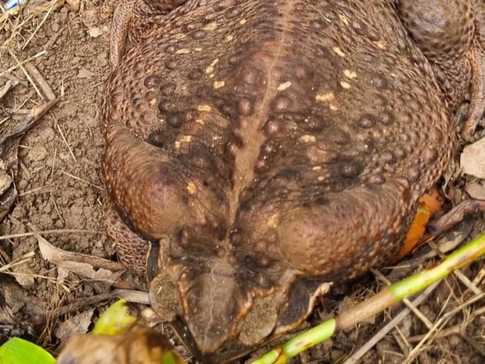 Neuer Weltrekord So schwer wie ein Baby RiesenKröte in Australien