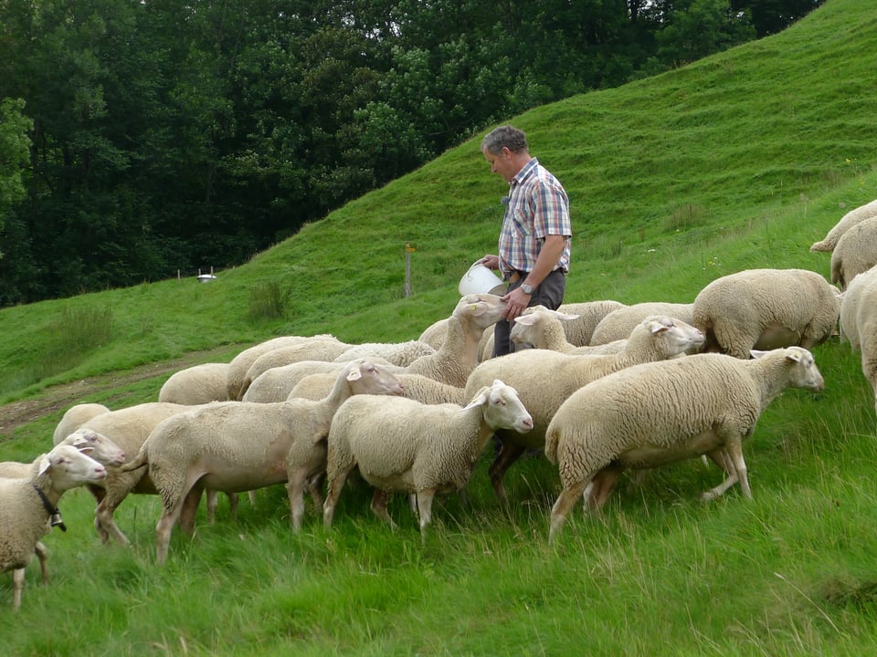 Bauer auf Weide mit Schafen. 