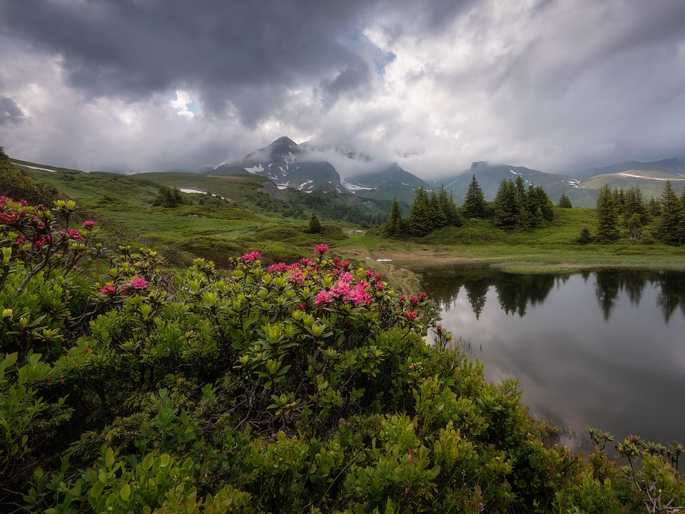 Bergsee mit Alpenrose am Ufer, dahinter Berge in dunkle Wolken gehüllt.