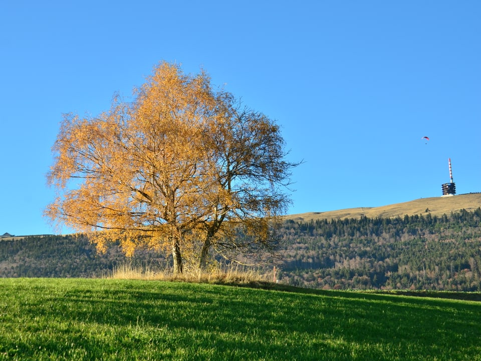Im Vordergrund ein Baum mit gelben Blätter. Am Horizont der Chasseralturm mit einem Gleitschirm. Darüber stahlblauer Himmel.