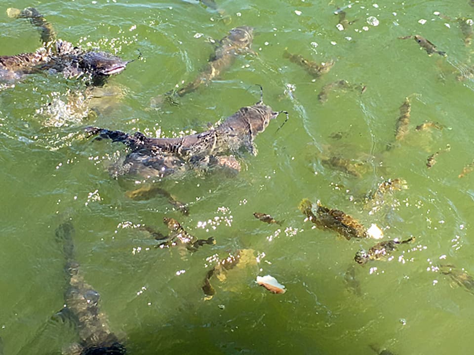 Die grüne Wasseroberfläche schäumt wegen der zappelnden Fische.