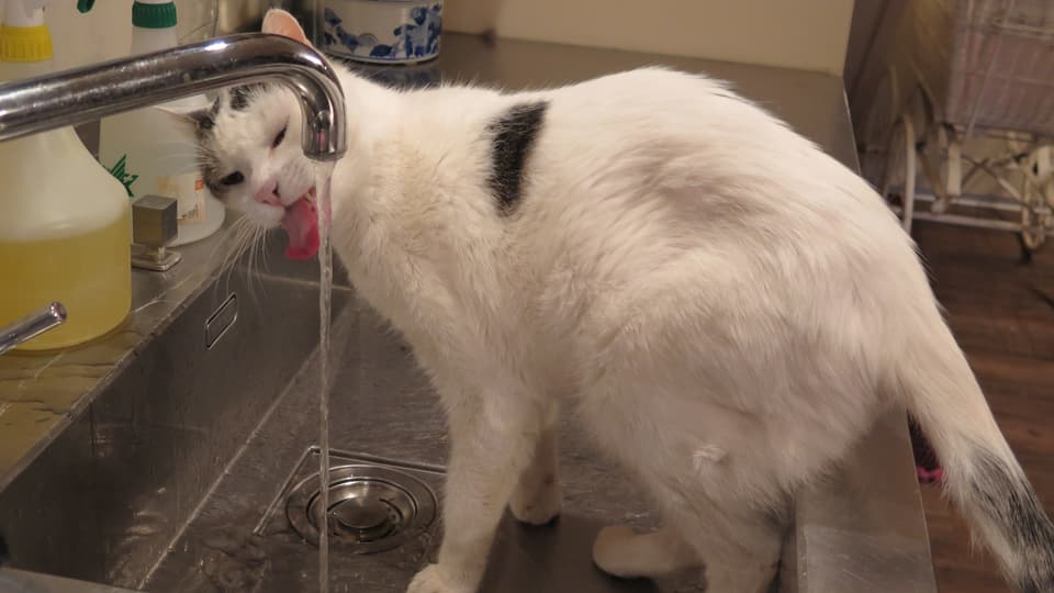 Eine Katze trinkt vom Wasserhahn