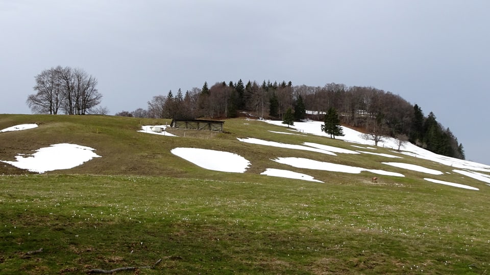 Am Samstag hatte es noch letzte Schneeflecken oberhalb von Moutier im Jura.