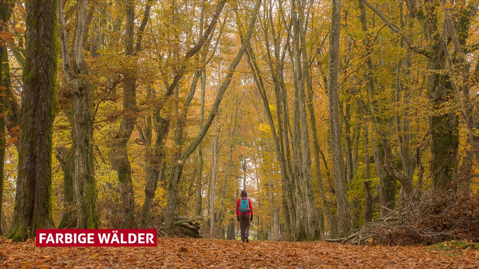 Spaziergängerin im farbigen Herbstwald
