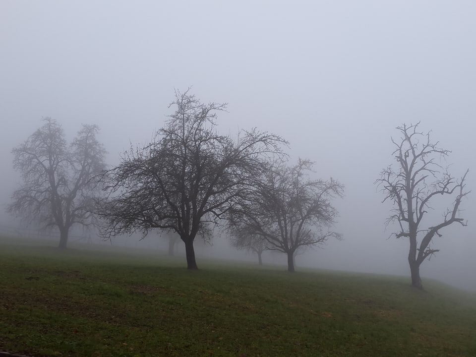 Obstbäume im Nebel.