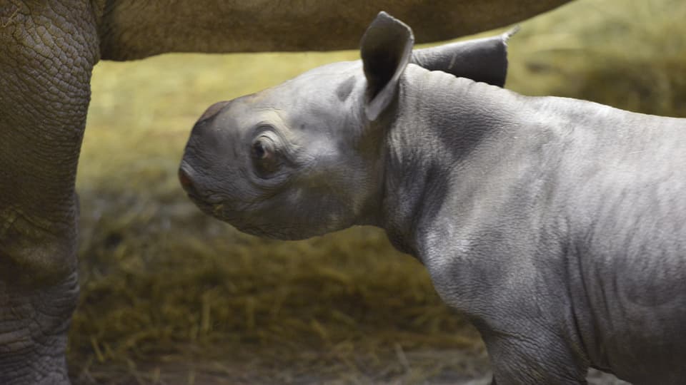 Zookurator Robert Zingg über die Geburt von Olmoti (30.12.2014)