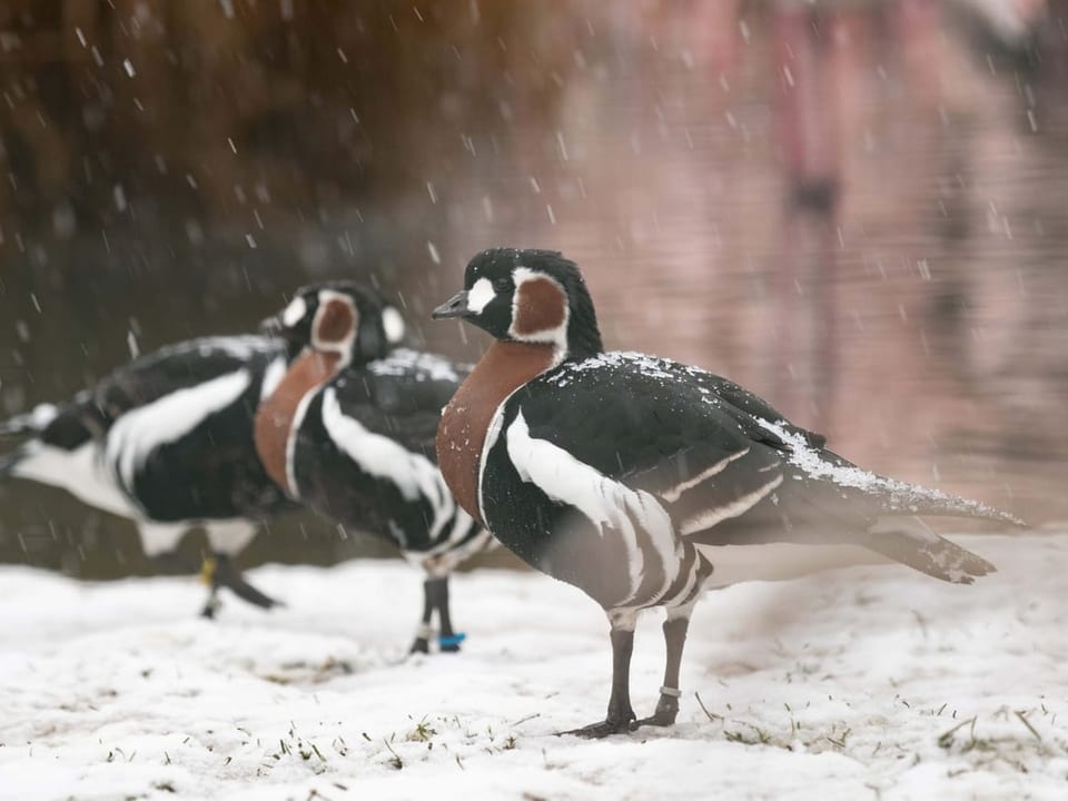 Drei braun-schwarz-weisse Rothalsgänse im Schneegestöber.