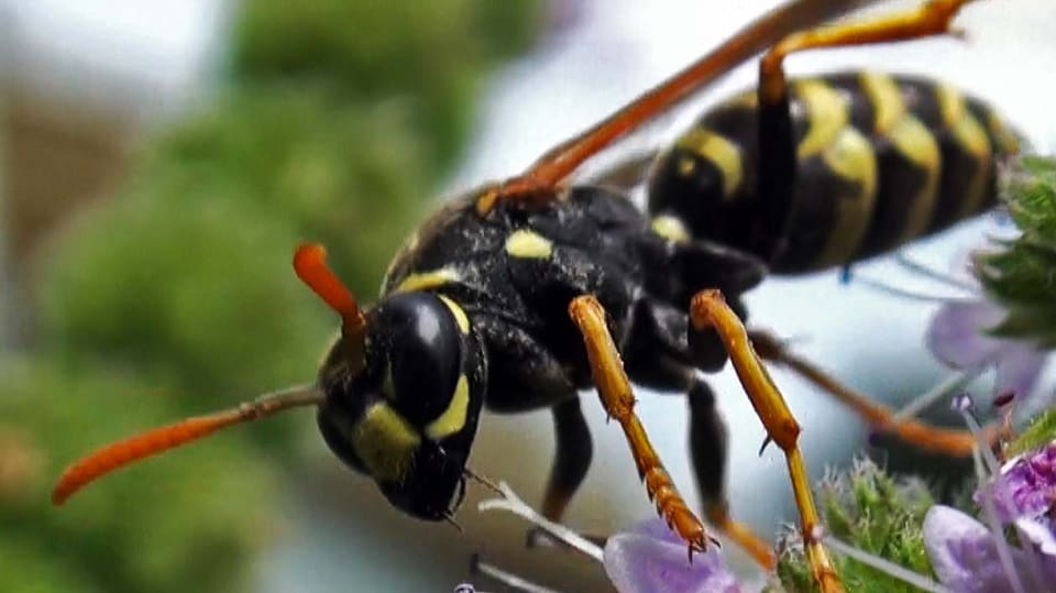 Spinnen, Igel und exotische Blumen: Eine Wespe sitzt auf einer Blume.