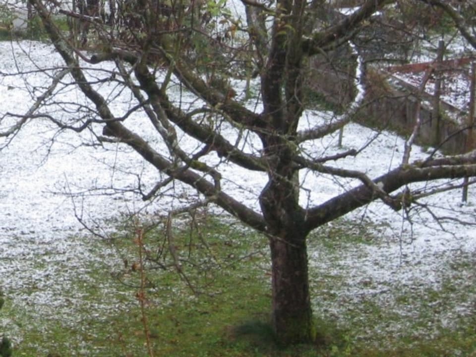 Baum und Schneeschäumchen auf Wiese.