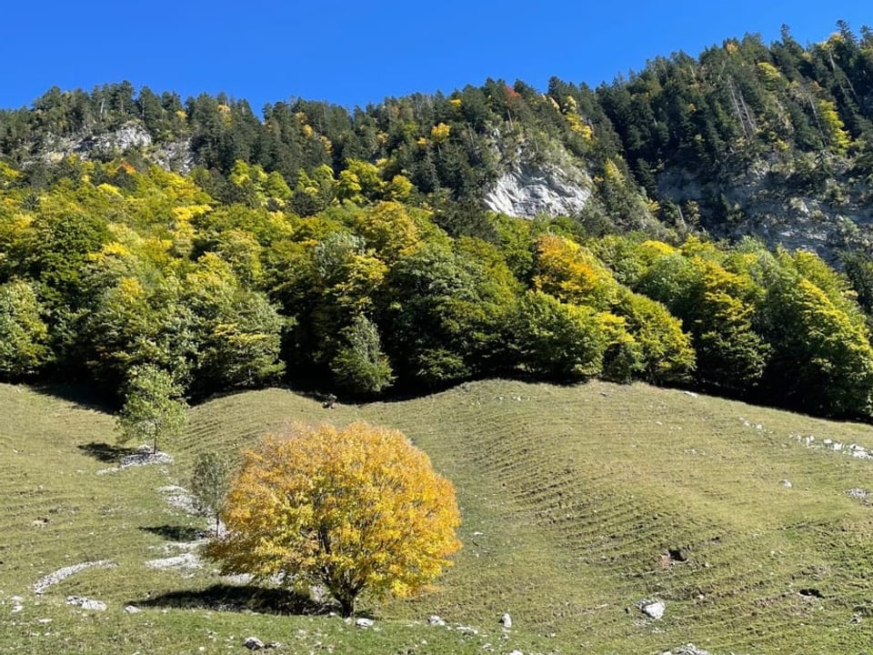 Goldiger Herbsttag