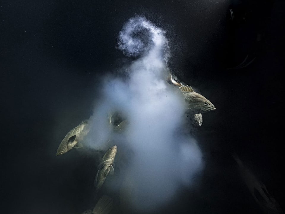 Fische im dunklen Wasser sind umgeben von einer milchigen Wolke.