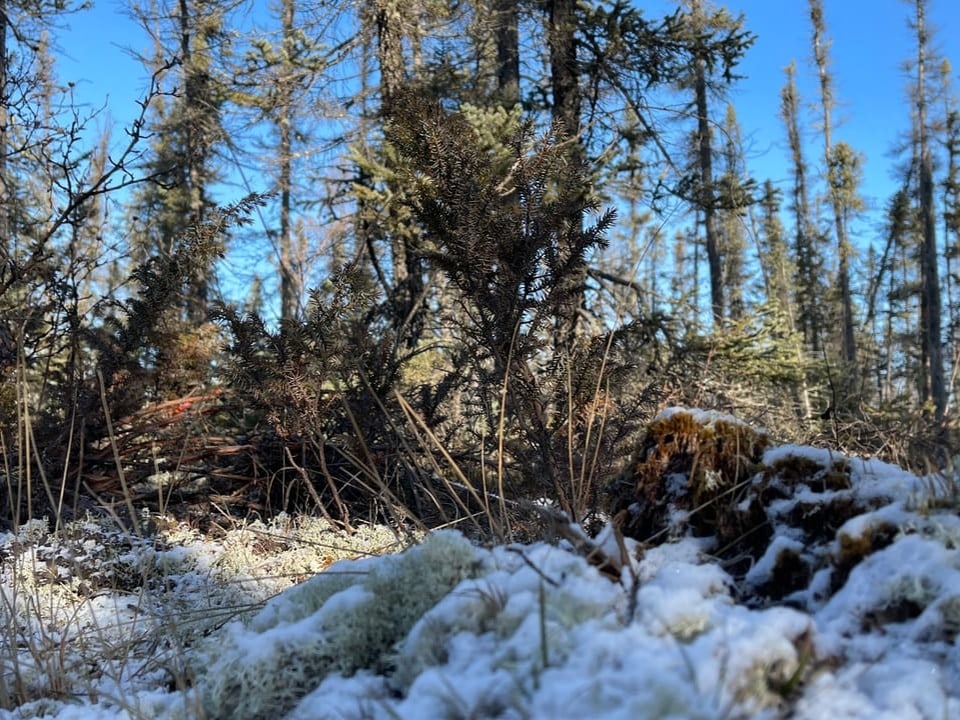 Schneebedeckte Flechten vor Wald