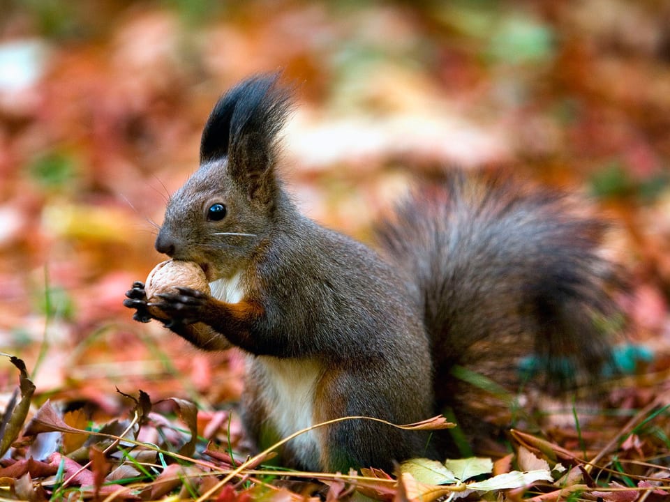Zu sehen ist ein Eichhörnchen, das an einem Nüsschen knabbert.