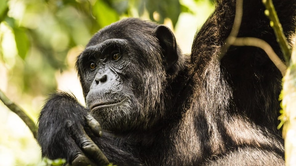 Ein Computerystem soll bei  der Verhaltensforschung von Schimpansen helfen