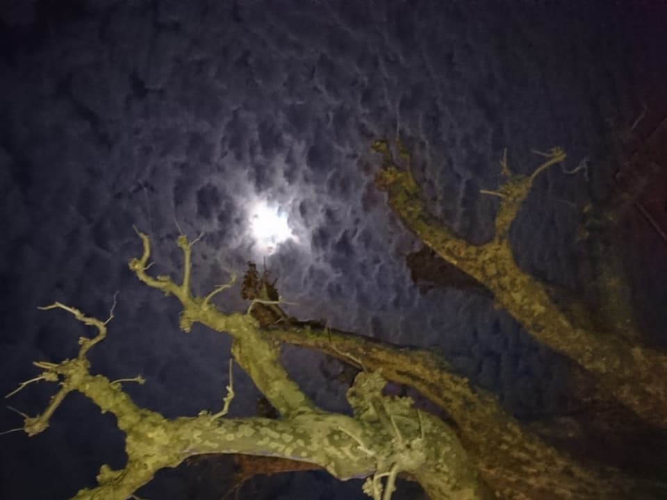 Beleuchteter Baum, im Hintergrund Schäfchenwolken am Nachthimmel mit Mond.