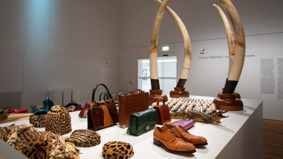 Ein Podest mit Ausstellungsstücken aus Tierhäuten.