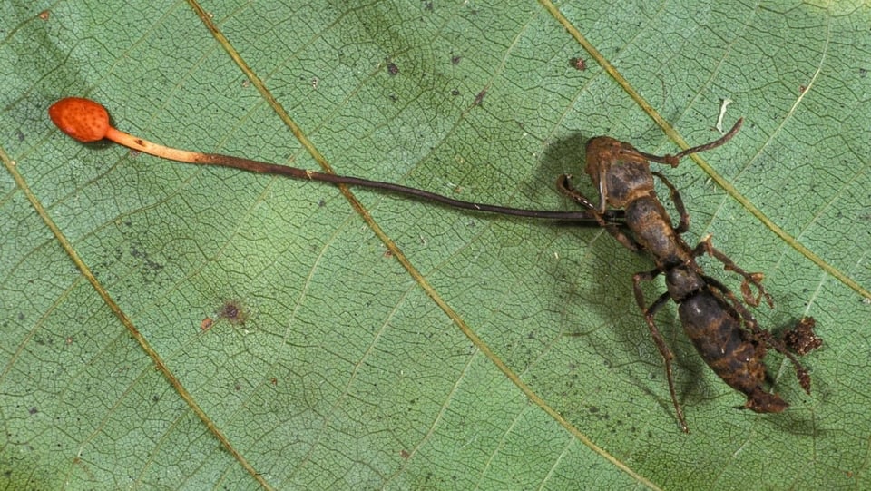 eine tote Ameise auf einem Blatt, aus der ein roter Faden wächst