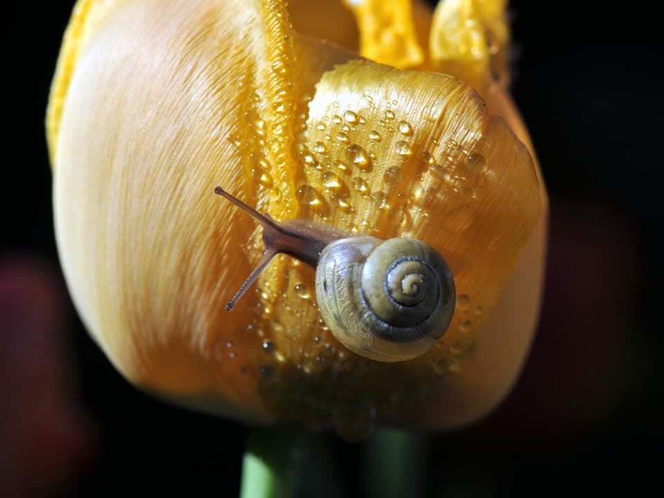 Eine Schnecke auf einer Tulpe mit ein paar Regentropfen.