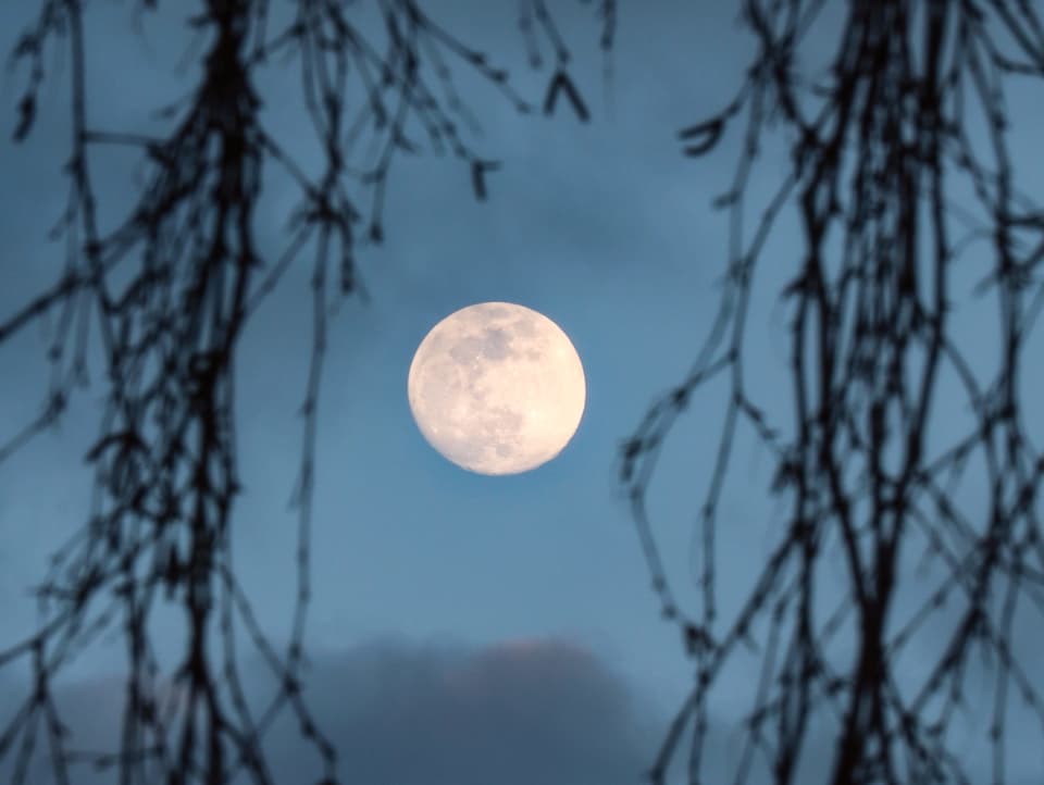 Der Mond scheint zwischen Ästen hindurch.