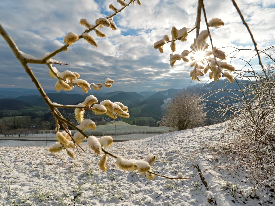 Die nächtlichen Schneefälle haben auch in Lauwil im Oberbaselbiet ab 600 Metern die Landschaft angezuckert. So liegt Schnee auf den Weidenkätzchen.