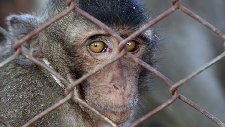 Folter von Baby-Affen: Globaler Missbrauchsring aufgedeckt