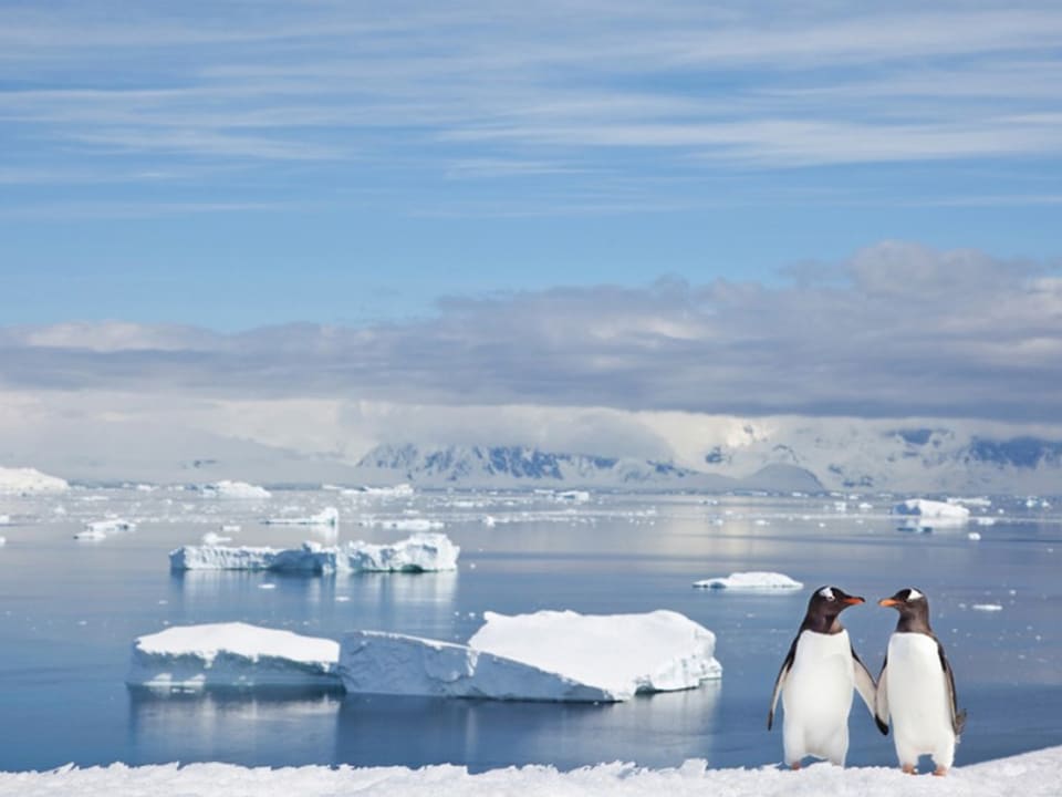 Zwei Pinguine vor einem Meer, in dem Eisschollen schwimmen.