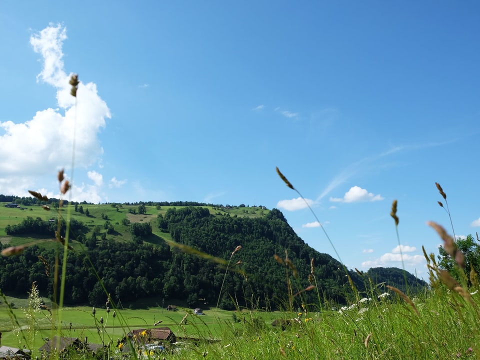 Blick auf einen Hügel mit Wiesen und bewaldeten Flanken.