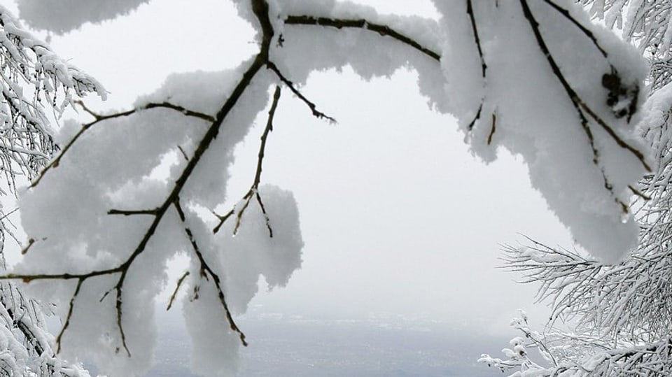 Astgabelungen eines Baumes mit Schnee drauf.