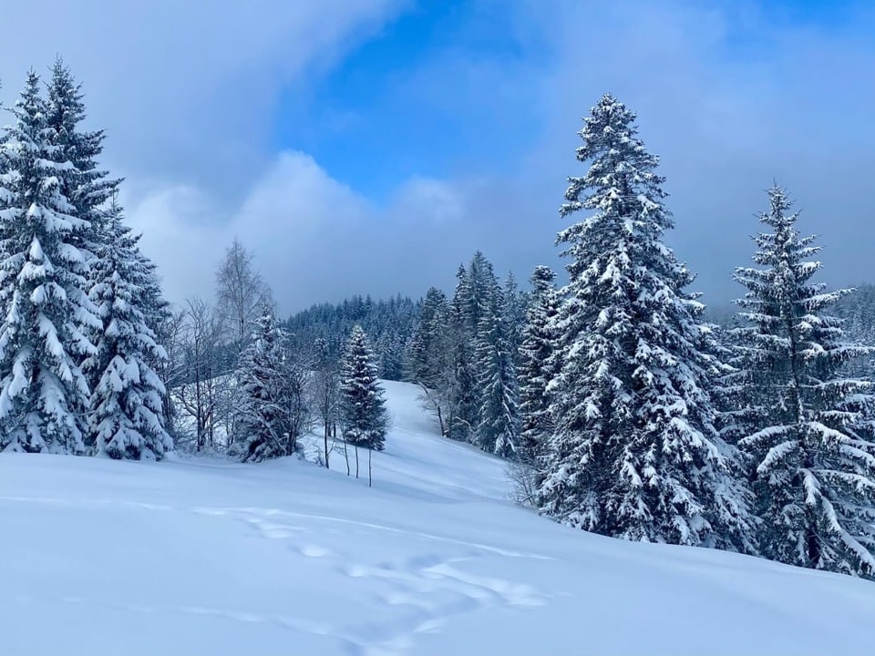 Verschneite Winterlandschaft im Kanton Zug.