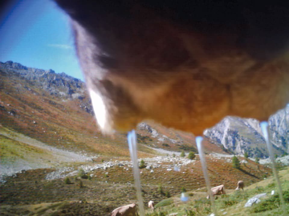 So sieht eine Kuh seine Gspänli auf der Alp. 