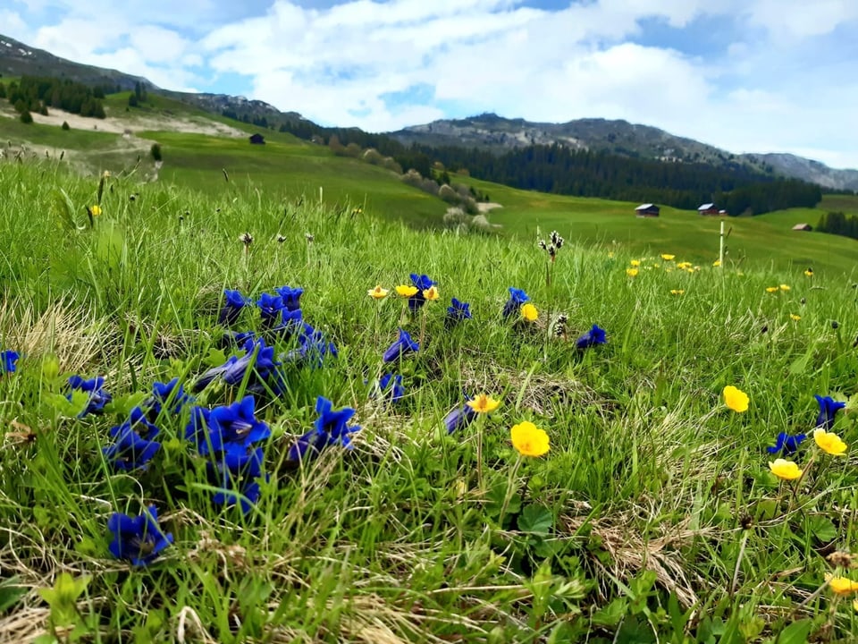 Blühende Blumenwiese in Berglandschaft