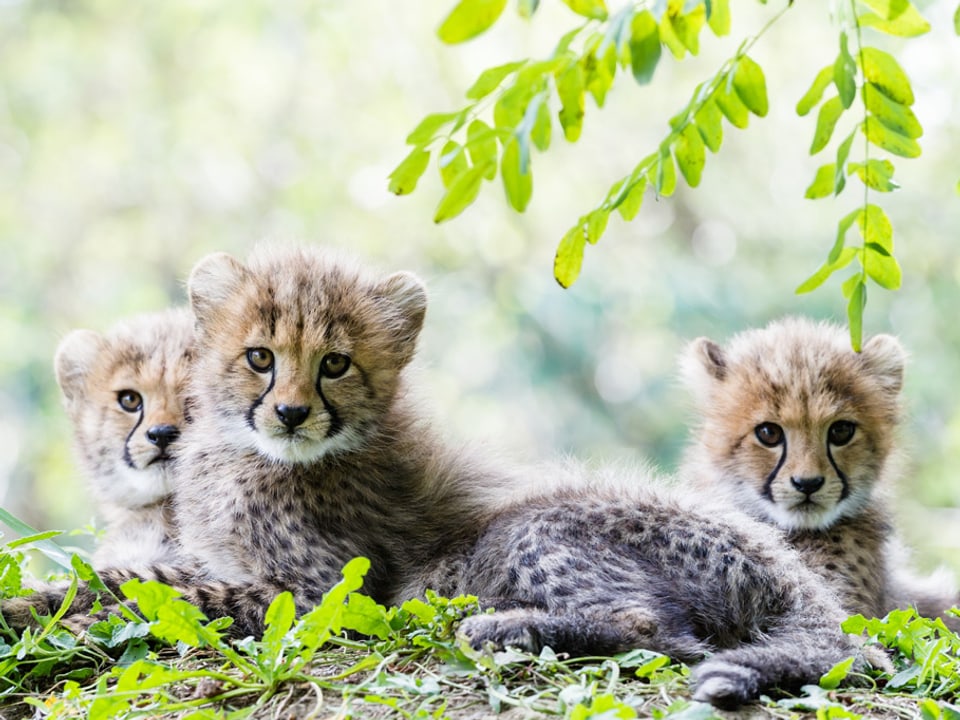 Drei Gepardenkinder im Gras.