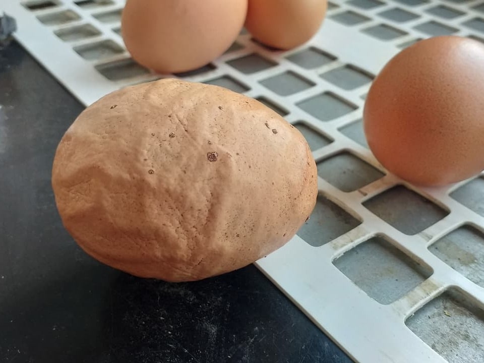 Ein braunes Ei mit einer dicken, unebenen Schale.