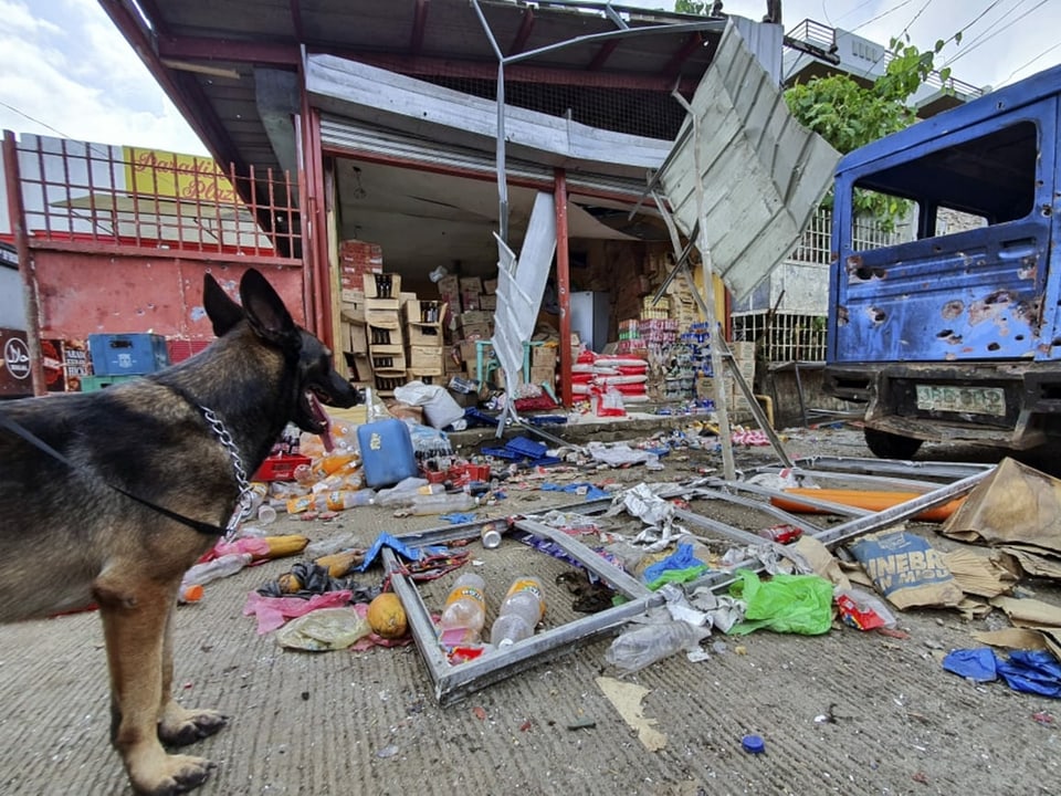 Hund blickt auf zerstörte Gegenstände