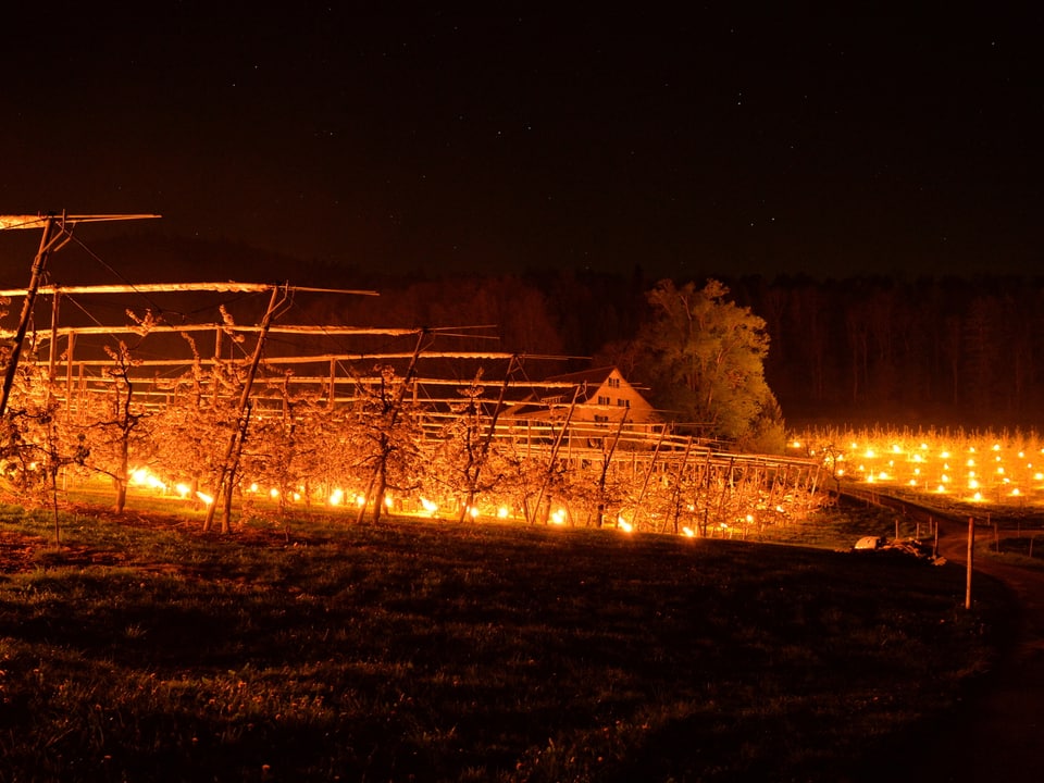 Brennende Frostkerzen in den Obstplantagen.