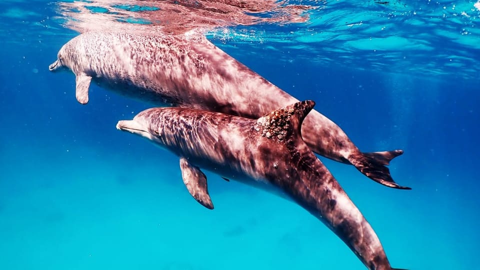 Auf dem Bild sind zwei Delfine zu sehen. Der eine Delphin leidet an einer Hautkrankheit.