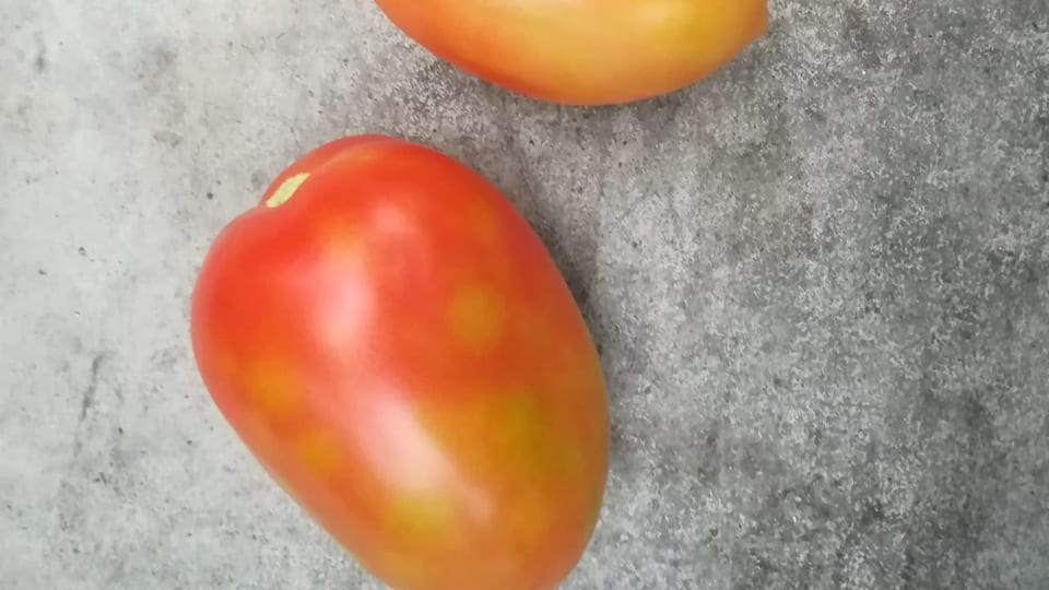 Tomate mit Flecken