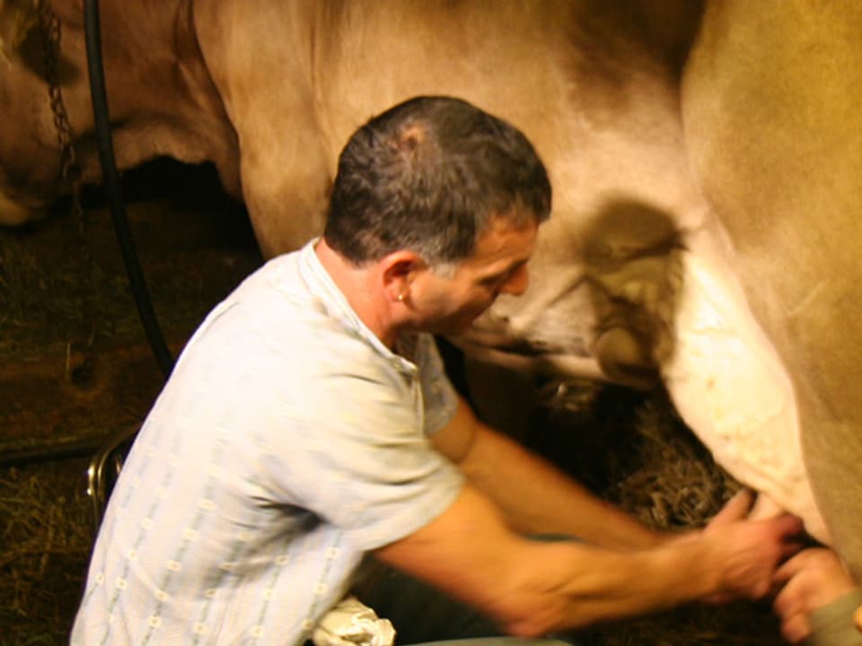 Vor dem Melken bekommen die Kühe eine Massage.