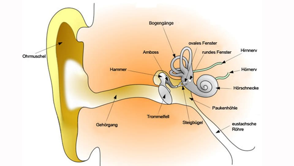 Grafik eines Ohrs
