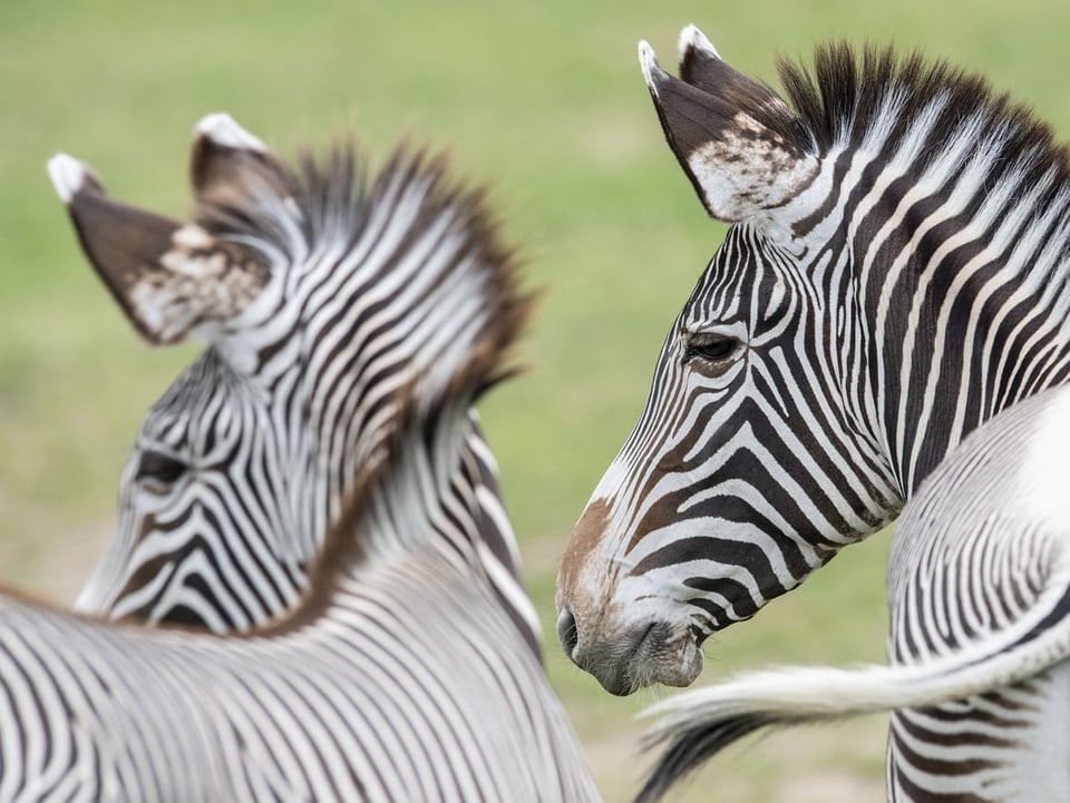 Zwei Zebras in Nahaufnahme.