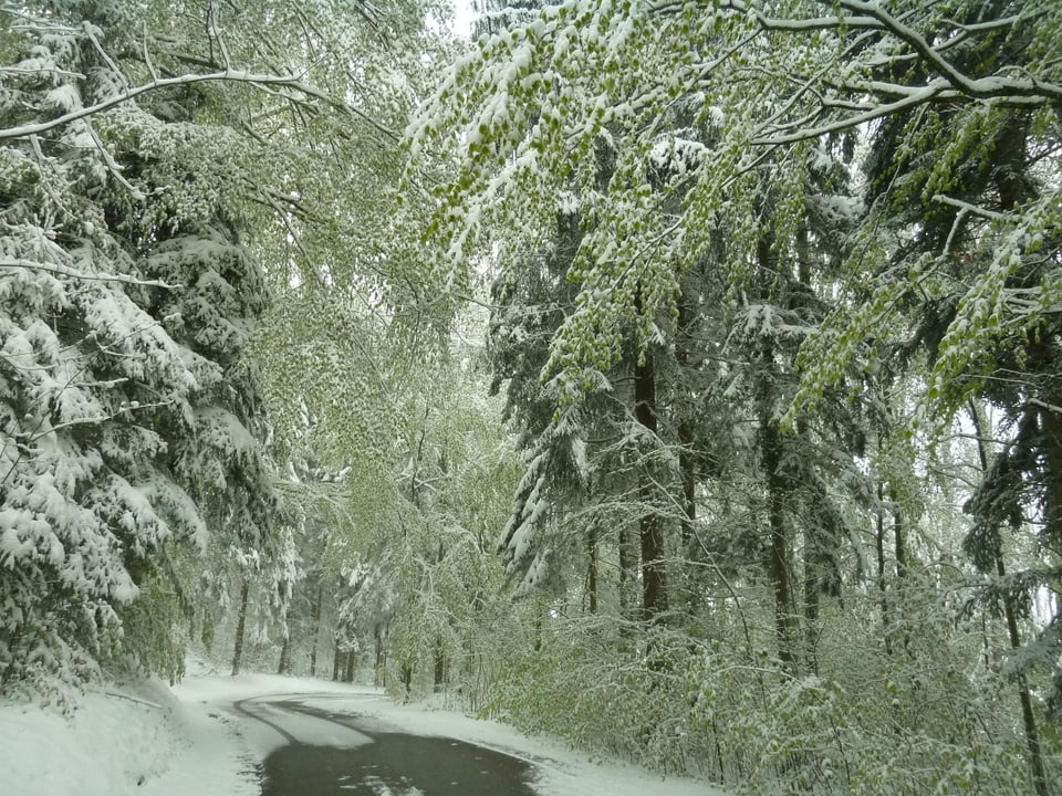 Waldstrasse ist schneebedeckt.