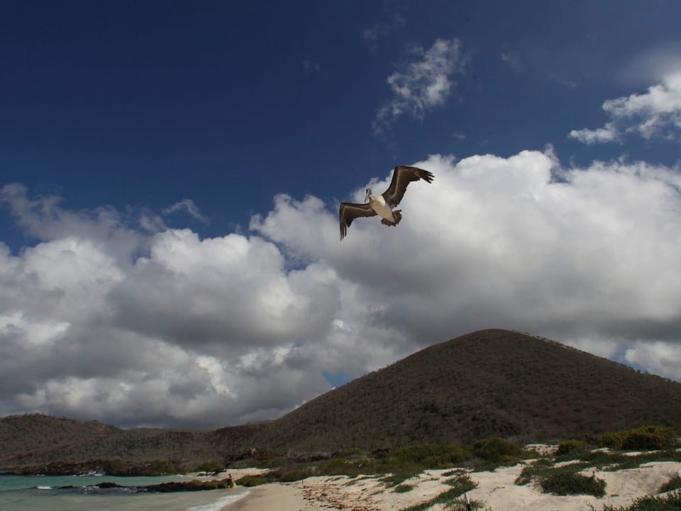 Ein Blick auf eine der Galapagos-Insel, über ihr fliegt eine Möve. 