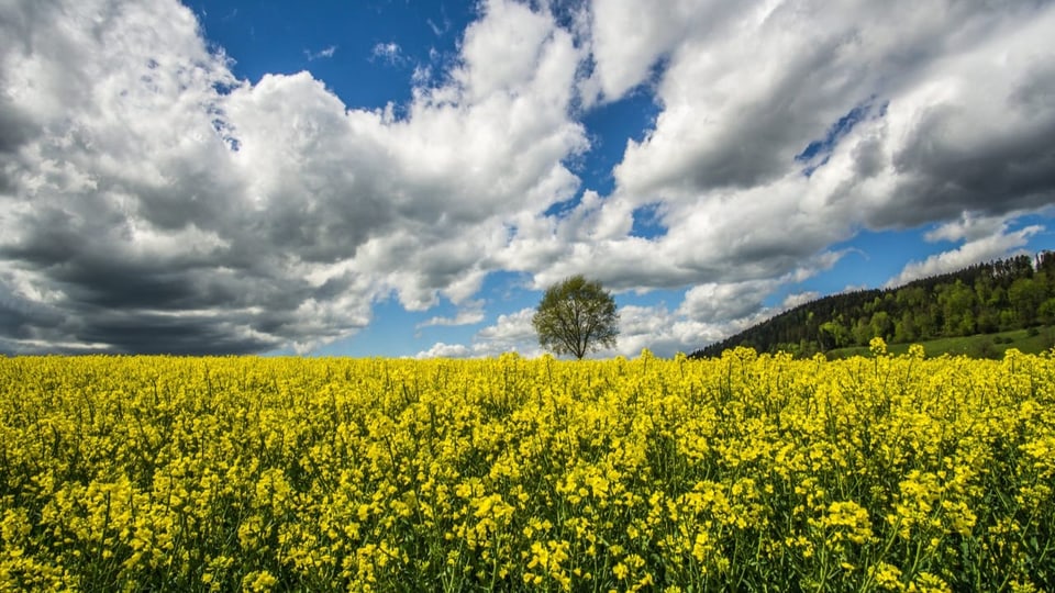 Blick auf Blumen- und Wolkenmeer