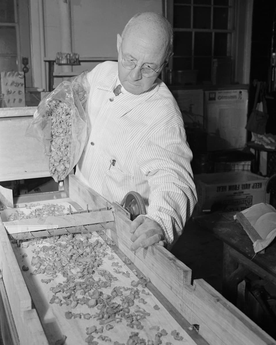 Clarence Birdseye sortiert Nüsse in einer Fabrik.