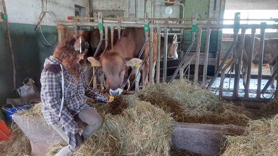 Eine Bäuerin füttert einer Kuh einen Apfel im Stall