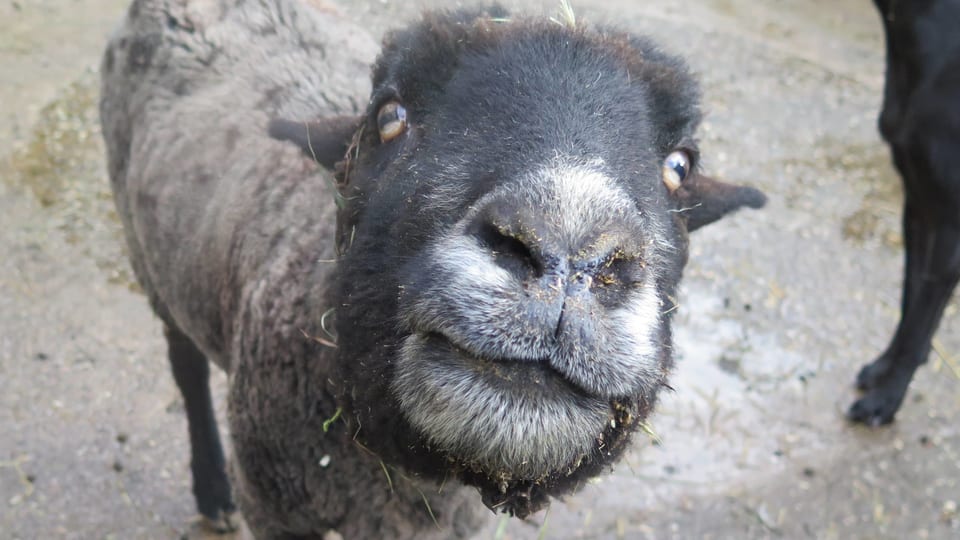 Ein Schaaf guckt in die Linse