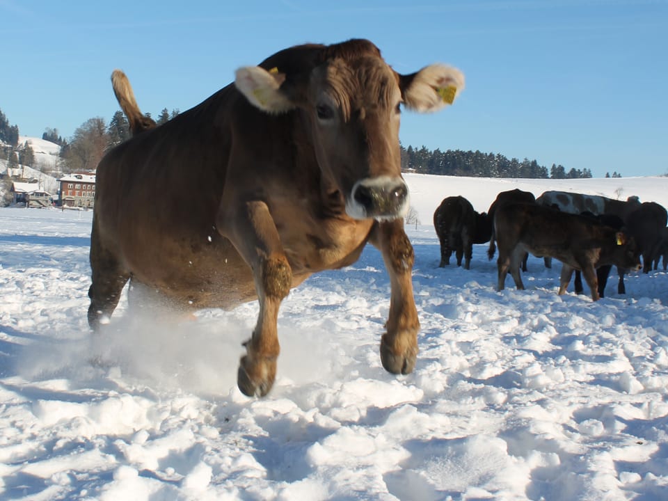 Am Himmel ist es strahlend blau. Im Vordergrund springt eine braue Kuh durch den Schnee. Im Hintergrund sind Hügel mit etwas Nadelwald zu erkennen.